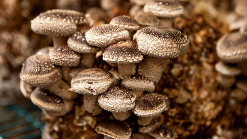 Fungiculture: Everything you need mushroom farm