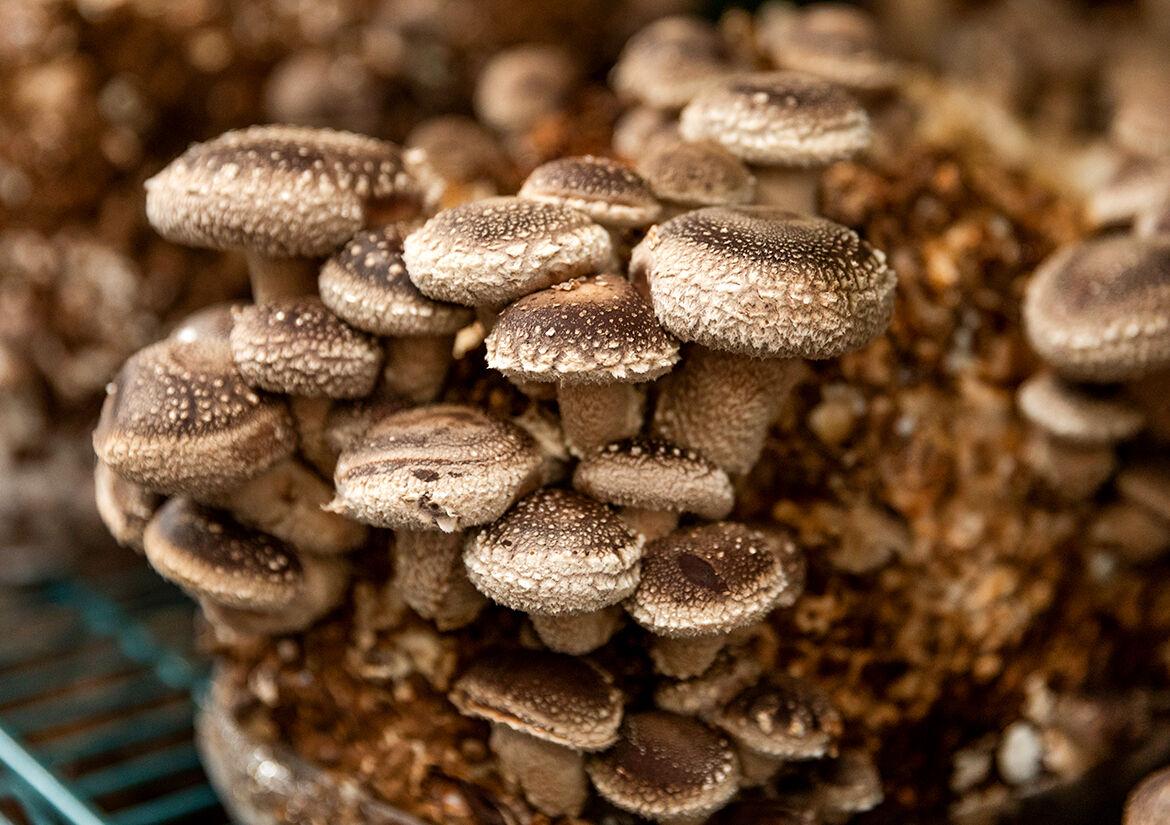 Fungiculture: Everything you need mushroom farm