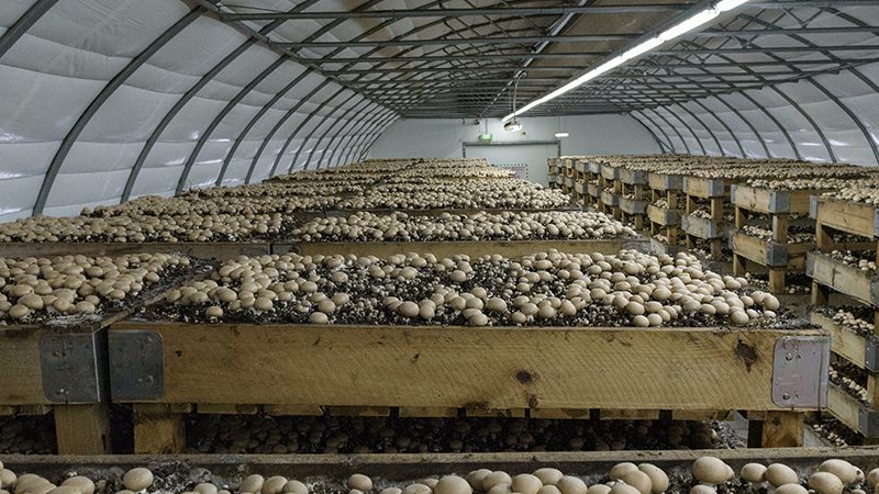 The Costa Mushroom Farm for quality