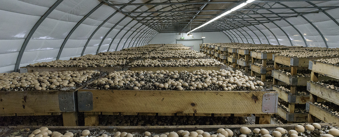 The Costa Mushroom Farm for quality