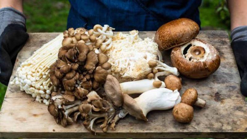Starting a Mushroom farm: Dividing industry 3 steps