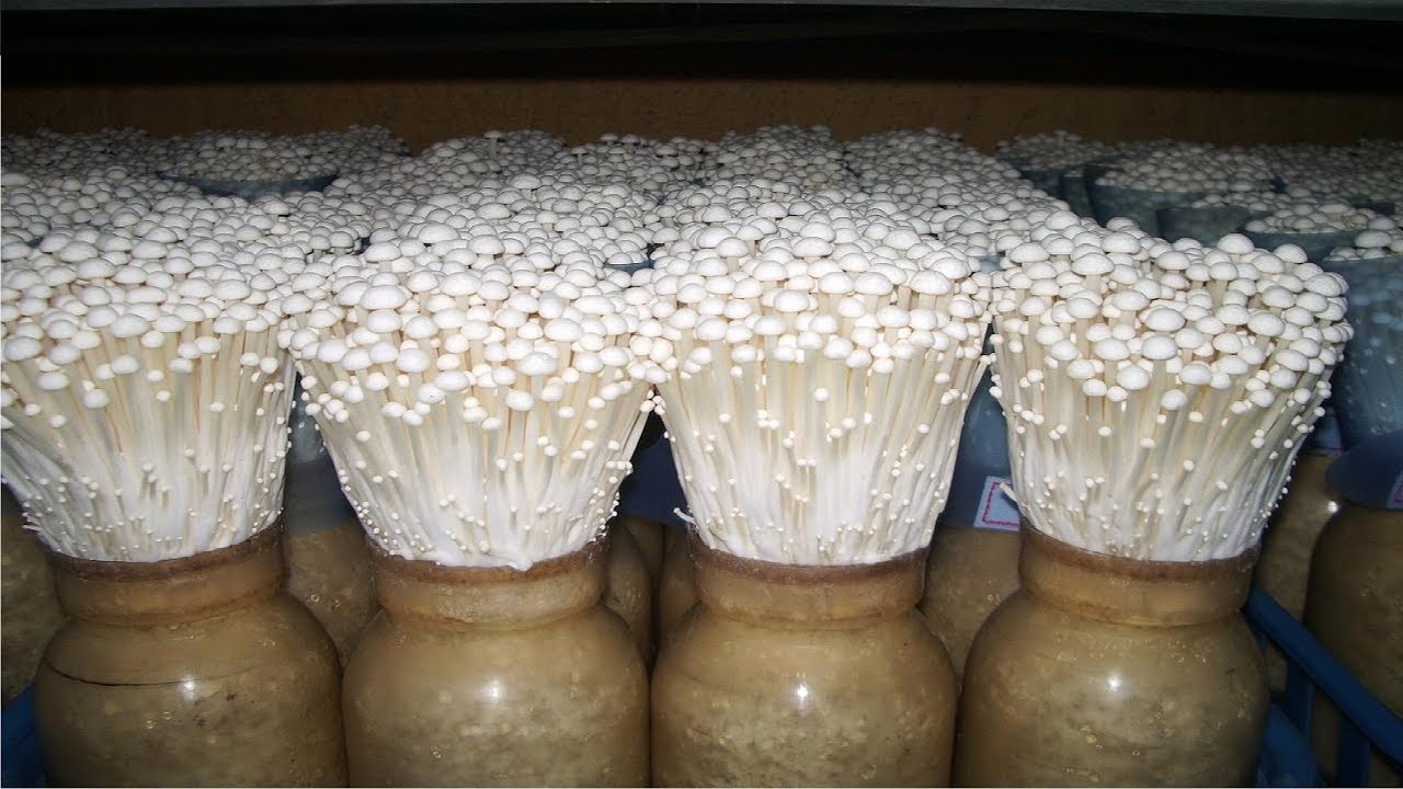5 medicinal mushroom farm your health