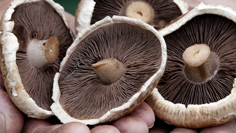 Six Steps to Mushroom Farming
