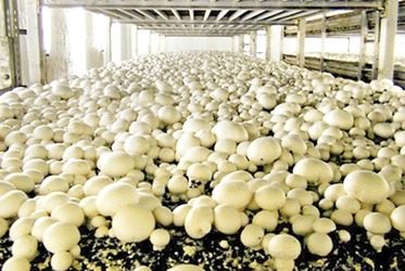 Mushroom Farm: the fungal goldmine