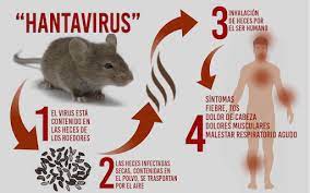 Hantavirus Overview